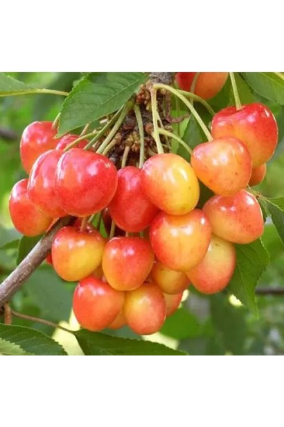 Созревание ягод черешни Фирузе в конце июня